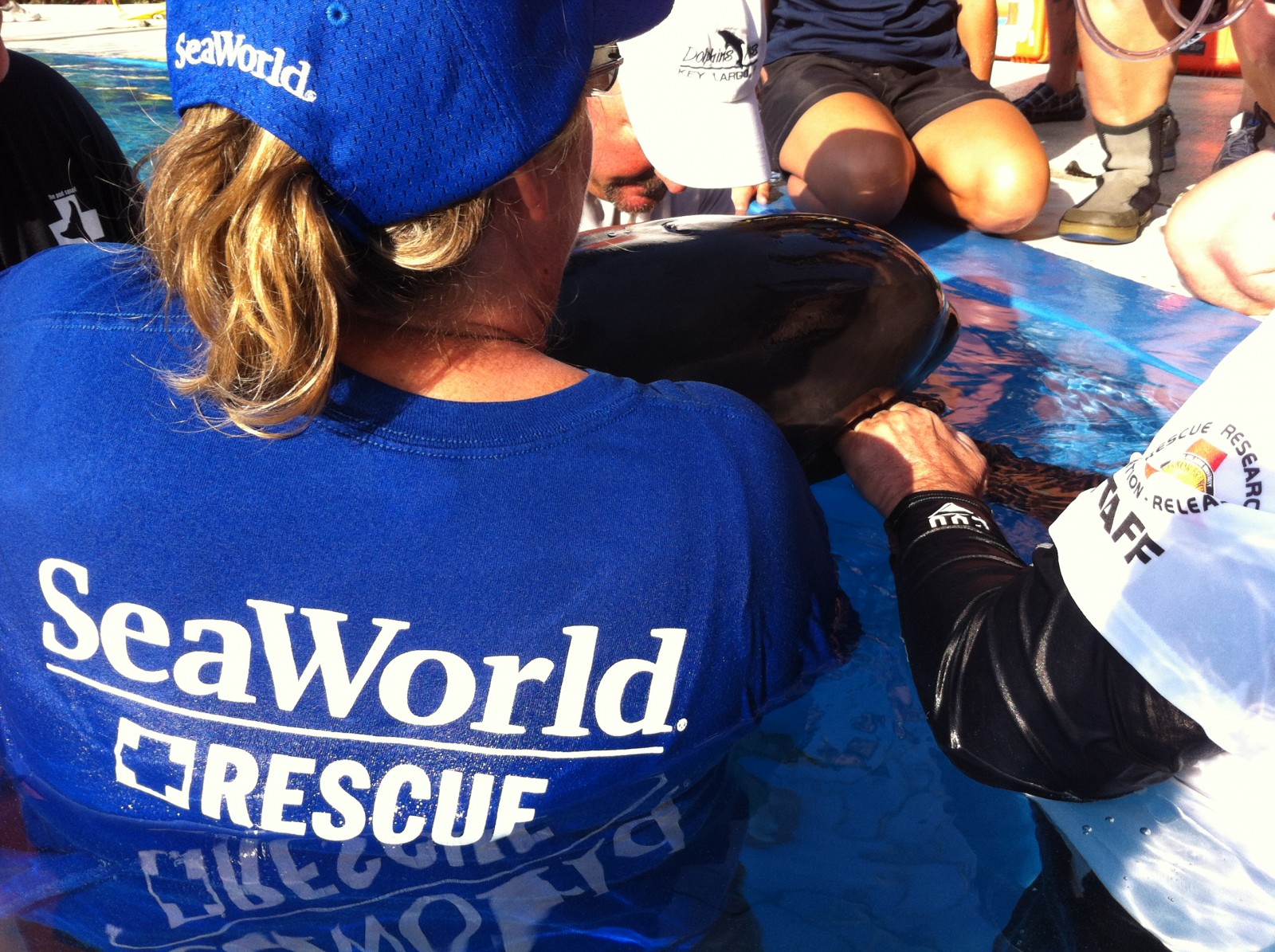 SeaWorld Orlando Animal Rescue Team