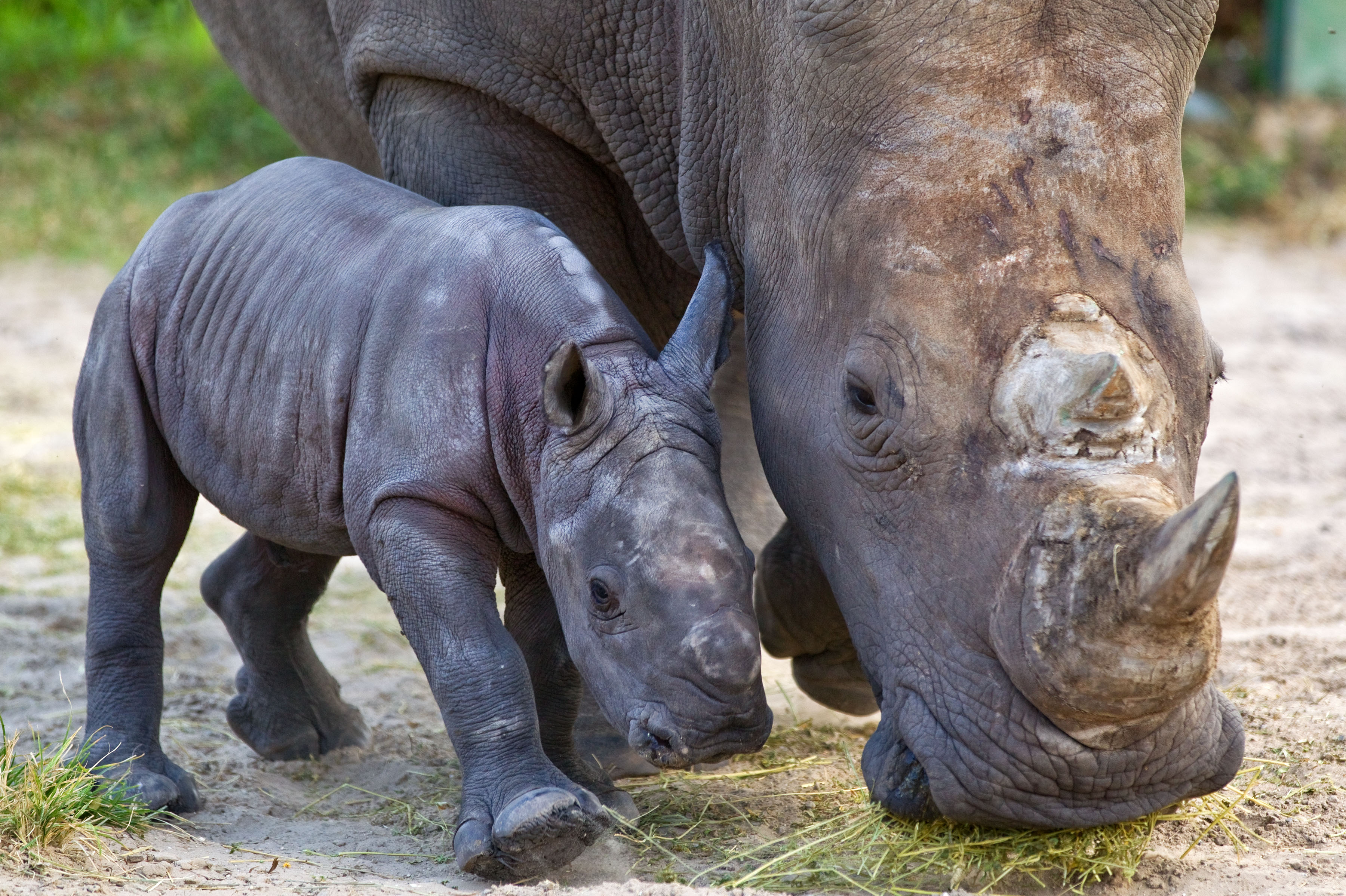 Сколько детенышей носорога родилось в 2001 году. Самка носорога. Детеныш носорога. Белый носорог детеныш. Маленькие носороги Детеныши.