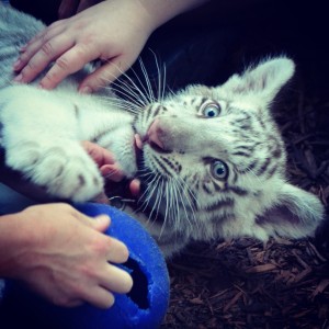 Remington the white tiger cub Wild Things Zoo