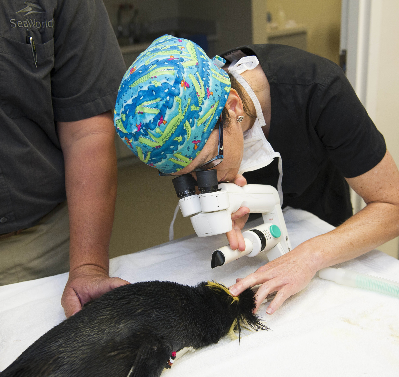 SeaWorld Orlando SeaWorld Cares Penguin Surgery