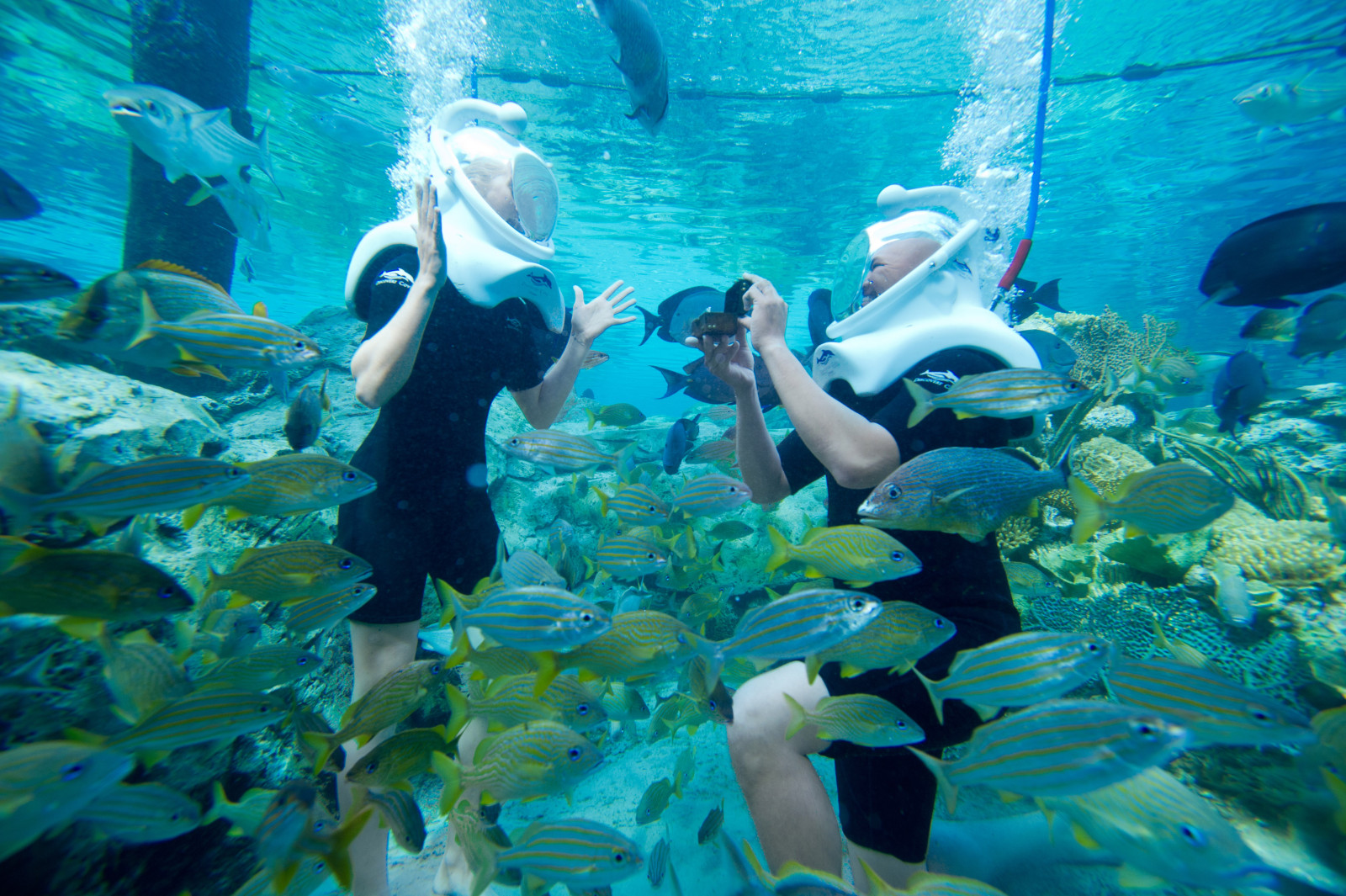 Discovery Cove Orlando Valentine's Day Dolphin Experience Grand Reef