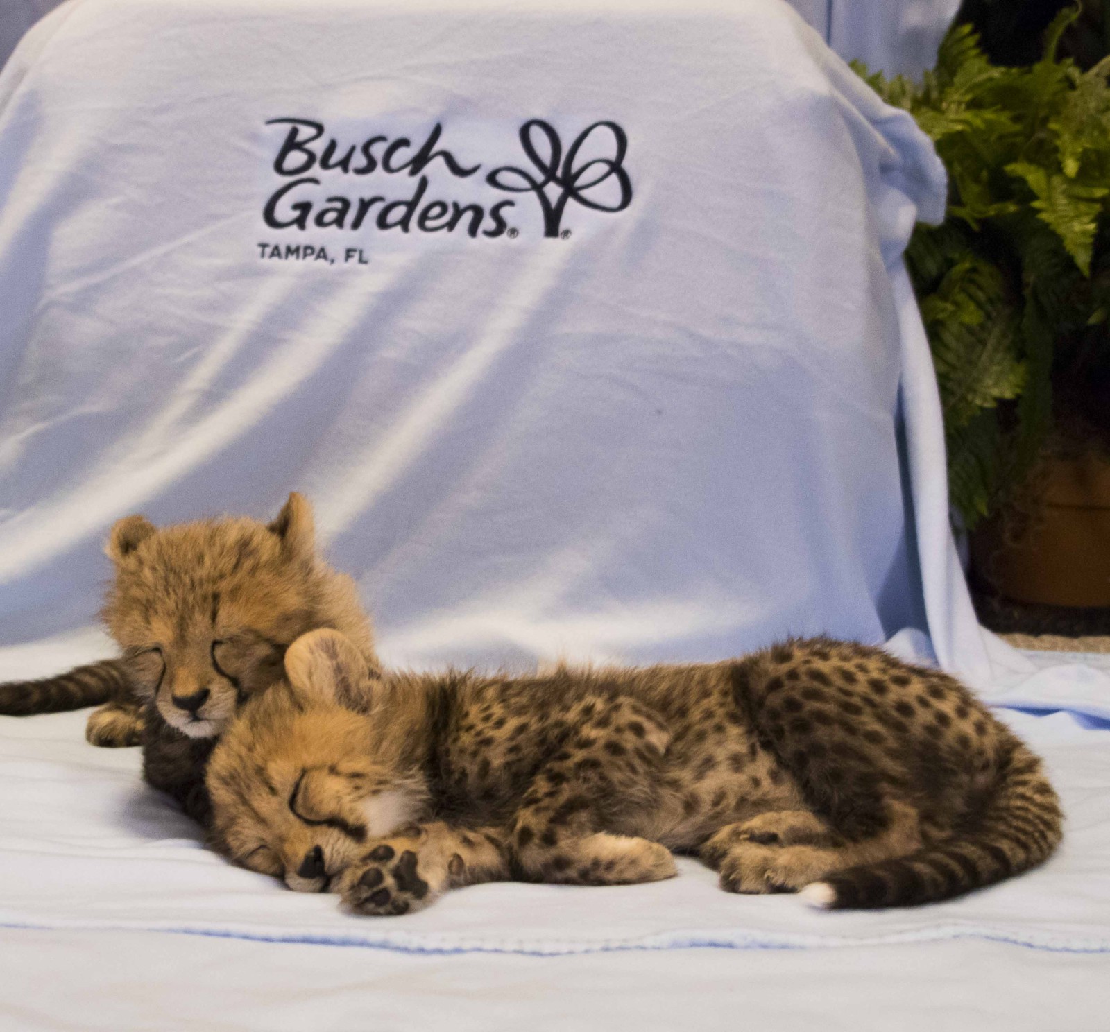 Busch Gardens Tampa Welcomes Baby Cheetahs  2