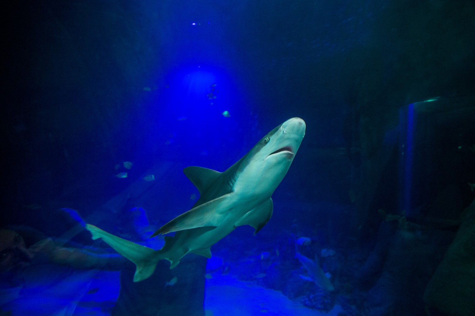 Sea Life Orlando Shark