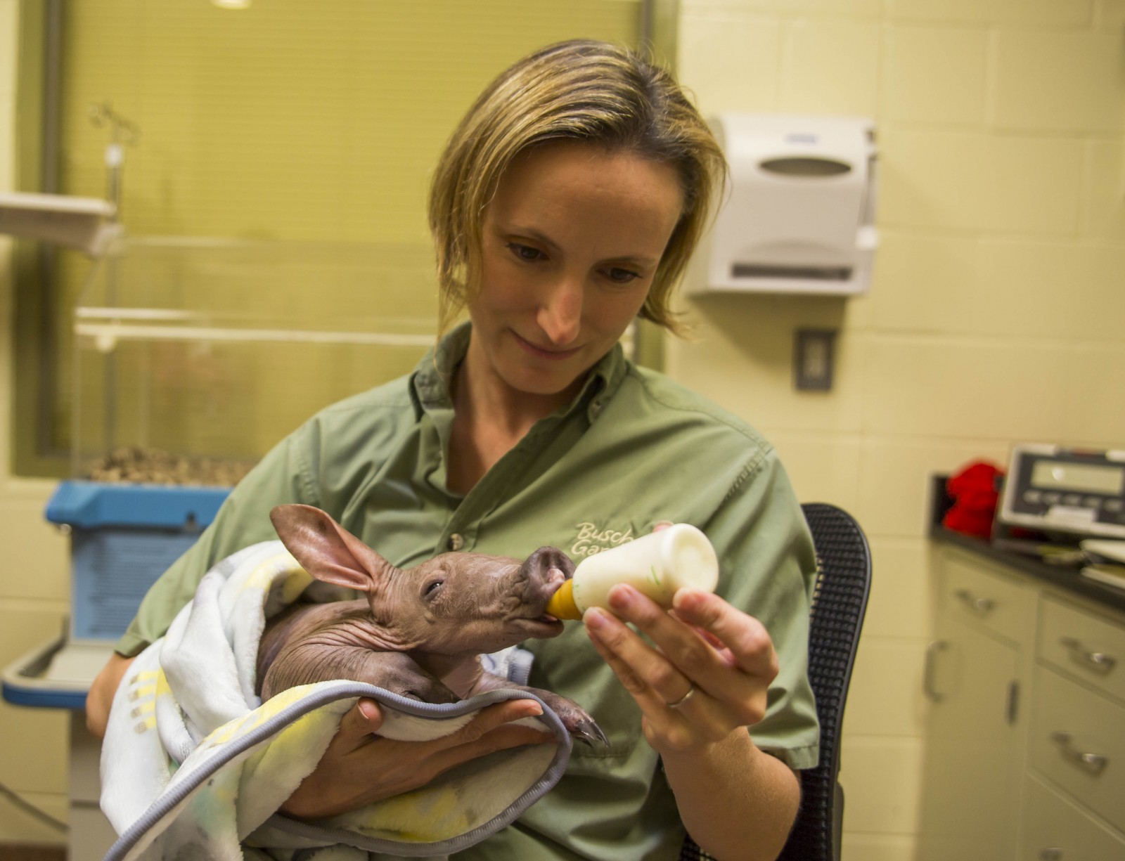 Baby Aardvark Born At Busch Gardens Tampa