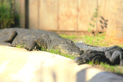 Wild Florida Gators March 2017