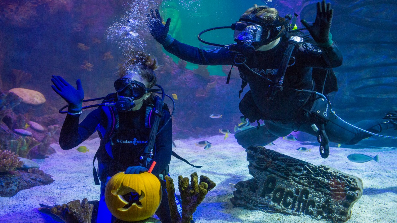 Sea Life Orlando Spooky Seas Underwater Pumpkins