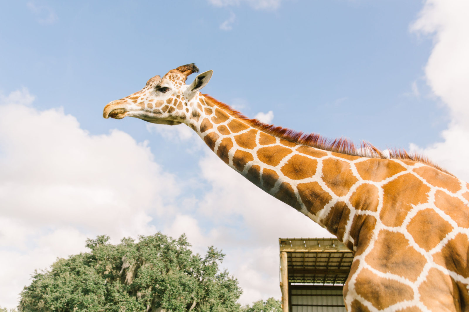 drive thru safari tampa