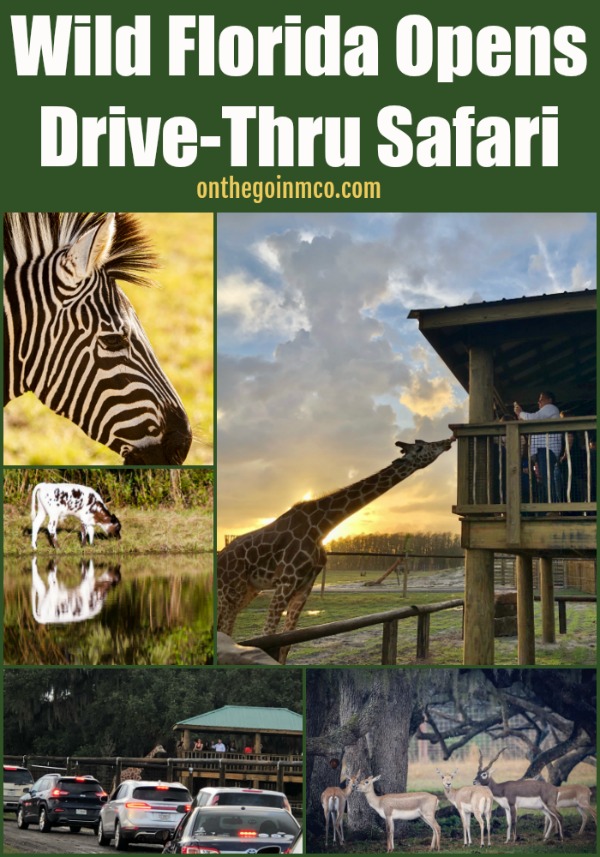 Wild Florida Drive-Thru Safari Gator Park