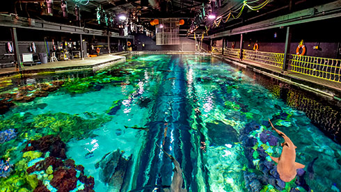 SeaWorld Orlando Inside Look Weekends 2022